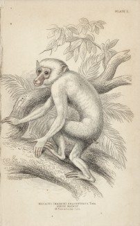Белая макака (macacus brachyurus (лат.)) (лист 1 тома I "Библиотеки натуралиста" Вильяма Жардина, изданного в Эдинбурге в 1842 году)