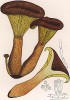 Омфалотус масляный, Pleurotus olearius D.C. (лат.). Ядовитый гриб с фосфоресцирующими краями пластинок. Дж.Бресадола, Funghi mangerecci e velenosi, т.I, л.73. Тренто, 1933