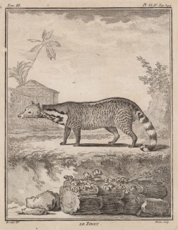 Le Zibet (фр.) -- родственница виверры и генетты (лист XLIV иллюстраций к третьему тому знаменитой "Естественной истории" графа де Бюффона, изданному в Париже в 1750 году)