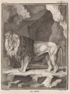 Лев XVIII века среди скал (лист XXIV иллюстраций к третьему тому знаменитой "Естественной истории" графа де Бюффона, изданному в Париже в 1750 году)
