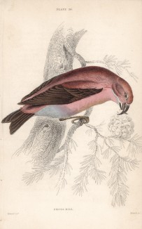 Клёст (Loxia curvirostra (лат.)) (лист 20 тома XXV "Библиотеки натуралиста" Вильяма Жардина, изданного в Эдинбурге в 1839 году)