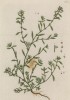 Спорыш, или придорожник (Polygonum aviculare (лат.)), из семейства гречишные (лист 315 "Гербария" Элизабет Блеквелл, изданного в Нюрнберге в 1757 году)