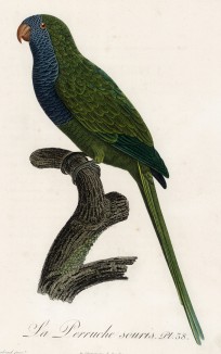 Попугай-монах (лист 38 иллюстраций к первому тому Histoire naturelle des perroquets Франсуа Левальяна. Изображения попугаев из этой работы считаются одними из красивейших в истории. Париж. 1801 год)