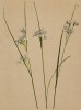 Ожика белоснежная (Luzula nivea (лат.)) (из Atlas der Alpenflora. Дрезден. 1897 год. Том I. Лист 39)