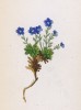 Незабудочник карликовый (Eritrichium nanum (лат.)) (лист 300 известной работы Йозефа Карла Вебера "Растения Альп", изданной в Мюнхене в 1872 году)