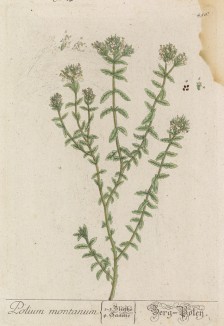 Горная гроздина (Polium montanum (лат.)) -- лекарство от подагры (лист 456 "Гербария" Элизабет Блеквелл, изданного в Нюрнберге в 1760 году)