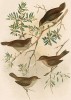 1.Широкохвостая шипоклювка, Acanthiza apicalis. 2.Хилакл, Acanthiza pyrrhopygia. 3.Лесная шипоклювка, Acanthiza inornata. 4.Корольковая шипоклювка, Geobasileus reguloides (лат.). G.J.Broinowski. The Birds of Australia... Т.V, л.XII. Мельбурн, 1891
