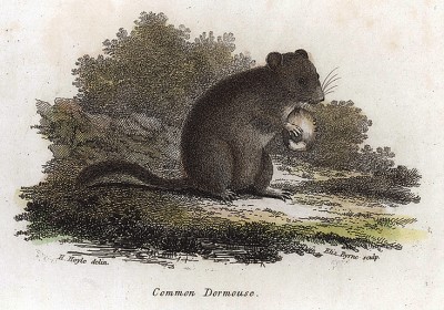 Обыкновенная мышь. Лондон, 1808