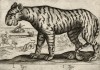 Тигр (лист из альбома Nova raccolta de li animali piu curiosi del mondo disegnati et intagliati da Antonio Tempesta... Рим. 1651 год)