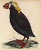 Тупики камчатские (лист из альбома литографий "Галерея птиц... королевского сада", изданного в Париже в 1825 году)
