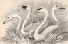 Дикий (белый, польский, американский) лебедь в английском языке назван в честь английского орнитолога и гравёра Томаса Бевика (Cygnus ferus (лат.)) (лист 2* тома XXVII "Библиотеки натуралиста" Вильяма Жардина, изданного в Эдинбурге в 1843 году)