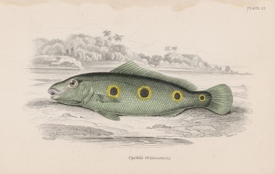 Цихла (Cychla Orinocencis (лат.)) (лист 27 тома XL "Библиотеки натуралиста" Вильяма Жардина, изданного в Эдинбурге в 1860 году)