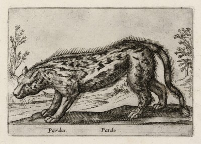 Леопард (лист из альбома Nova raccolta de li animali piu curiosi del mondo disegnati et intagliati da Antonio Tempesta... Рим. 1651 год)