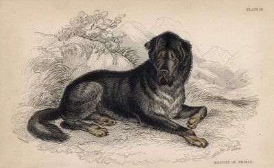 Тибетский мастиф (Mastiff of Tibet (англ.)) -- одна из древнейших пород на планете (лист 19 тома V "Библиотеки натуралиста" Вильяма Жардина, изданного в Эдинбурге в 1840 году)