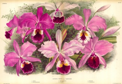 Орхидея CATTLEYA LABIATA (лат.) (листы DL-DLI Lindenia Iconographie des Orchidées - обширнейшей в истории иконографии орхидей. Брюссель, 1897)