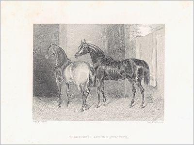 Копия «Кобыла Колючая Роща, победитель множества скачек, и Сэр Геркулес (1826-55) - чистокровная верховая лошадь, выведенная в Ирландии. Лондон, 1838»