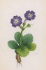 Первоцвет опушённый (Primula pubescens (лат.)) (лист 346 известной работы Йозефа Карла Вебера "Растения Альп", изданной в Мюнхене в 1872 году)
