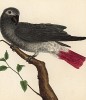 Попугайчик из Гвинеи (из Table des Planches Enluminées d'Histoire Naturelle de M. D'Aubenton (фр.). Утрехт. 1783 год (лист 311))
