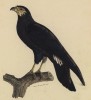 Каракара чёрная (Daptrius ater (лат.)) (лист из альбома литографий "Галерея птиц... королевского сада", изданного в Париже в 1822 году)