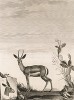 Антилопа (лист из La ménagerie du muséum national d'histoire naturelle ou description et histoire des animaux... -- знаменитой в эпоху Наполеона работы по натуральной истории)