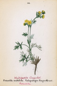 Лапчатка многонадрезанная (Potentilla multifida (лат.)) (лист 139 известной работы Йозефа Карла Вебера "Растения Альп", изданной в Мюнхене в 1872 году)