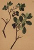 Кустарничек голубики (Vaccinium uliginosum (лат.)) (из Atlas der Alpenflora. Дрезден. 1897 год. Том III. Лист 298)