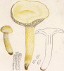 Гигрофор золотистый или золотистозубчатый, Hygrophorus chrysodon Bastch (лат.), несъедобен. Дж.Бресадола, Funghi mangerecci e velenosi, т.I, л.78. Тренто, 1933