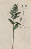 Шлемник (Scutellaria (лат.)) (лист 516 "Гербария" Элизабет Блеквелл, изданного в Нюрнберге в 1760 году)