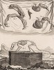 Внутренности и скелет (лист LIV иллюстраций к десятому тому знаменитой "Естественной истории" графа де Бюффона, изданному в Париже в 1763 году)
