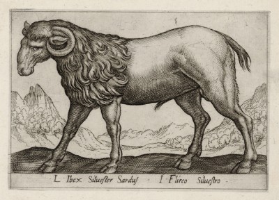 Каменный козёл (лист из альбома Nova raccolta de li animali piu curiosi del mondo disegnati et intagliati da Antonio Tempesta... Рим. 1651 год)