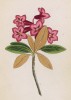 Рододендрон ржавый (Rhododendron ferrgineum (лат.)) (лист 267 известной работы Йозефа Карла Вебера "Растения Альп", изданной в Мюнхене в 1872 году)