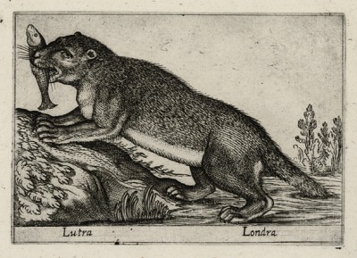 Выдра (лист из альбома Nova raccolta de li animali piu curiosi del mondo disegnati et intagliati da Antonio Tempesta... Рим. 1651 год)