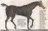 Внешнее строение лошади. Английская гравюра конца XVIII века