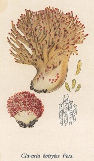Pогатик гроздевидный или гроздевой, Clavaria botrytes Pers. (лат.). Дж.Бресадола, Funghi mangerecci e velenosi, т.II, л.192. Тренто, 1933
