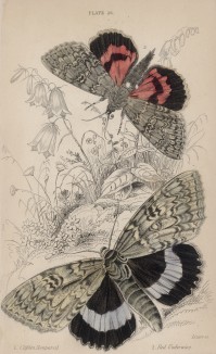 Ленточница голубая и ленточница красная (1. Clifden Nonpareil 2. Red Underwing (англ.)) (лист 26 тома XL "Библиотеки натуралиста" Вильяма Жардина, изданного в Эдинбурге в 1843 году)