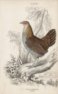 Серая джунглевая курица (Gallus Sonneratii (лат.)) (лист 12 тома XX "Библиотеки натуралиста" Вильяма Жардина, изданного в Эдинбурге в 1834 году)