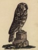 Неясыть (лист из альбома литографий "Галерея птиц... королевского сада", изданного в Париже в 1822 году)
