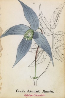 Клематис альпийский (Clematis alpina (лат.)) (лист 1 известной работы Йозефа Карла Вебера "Растения Альп", изданной в Мюнхене в 1872 году)