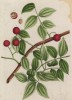 Стрихнос (Strychnos лат.)) — род растений семейства логаниевые, включающий в себя 190 видов. Его представители — деревья и лианы, растущие в тропических областях (лист 403 "Гербария" Элизабет Блеквелл, изданного в Нюрнберге в 1760 году)