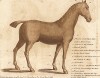Места на теле лошади, которые необходимо регулярно осматривать на наличие поражений и заболеваний. Часть 2. Лондон, 1758