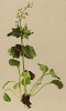 Валериана удлинённая (Valeriana elongata (лат.)) (из Atlas der Alpenflora. Дрезден. 1897 год. Том V. Лист 414)