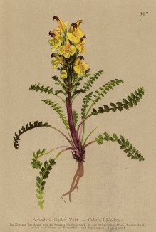 Мытник Эдера (Pedicularis Oederi (лат.)) (из Atlas der Alpenflora. Дрезден. 1897 год. Том IV. Лист 397)