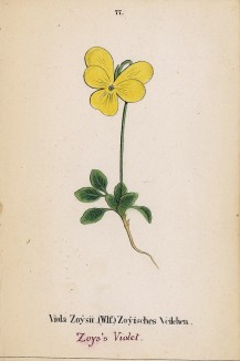 Фиалка Зойса (Viola Zoysii (лат.)) (лист 77 известной работы Йозефа Карла Вебера "Растения Альп", изданной в Мюнхене в 1872 году)