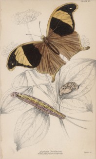 Бабочки Arpidea Chorinaea и Crysalis (лат.) (лист 23 XXXVI тома "Библиотеки натуралиста" Вильяма Жардина, изданного в Эдинбурге в 1837 году)