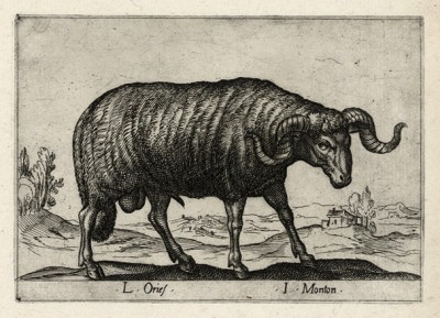 Баран (лист из альбома Nova raccolta de li animali piu curiosi del mondo disegnati et intagliati da Antonio Tempesta... Рим. 1651 год)