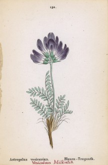 Астрагал пузырный (Astragalus vesicarius (лат.)) (лист 126 известной работы Йозефа Карла Вебера "Растения Альп", изданной в Мюнхене в 1872 году)