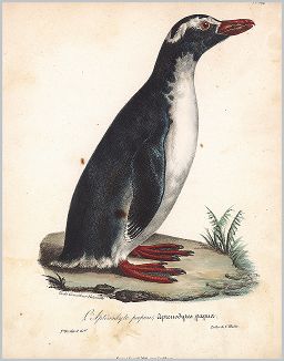 Копия «Пингвин папуа (лист из альбома литографий "Галерея птиц... королевского сада", изданного в Париже в 1825 году)»