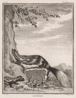 Зорилла (лист XXIX иллюстраций к шестому тому знаменитой "Естественной истории" графа де Бюффона, изданному в Париже в 1756 году)