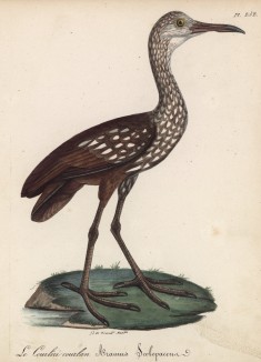 Короткоклювый американский бекасовидный веретенник (лист из альбома литографий "Галерея птиц... королевского сада", изданного в Париже в 1825 году)