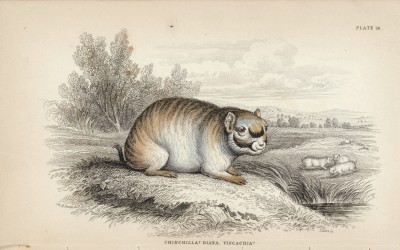 Шиншилла (chinchilla diana. viscachia (лат.)) (лист 26 тома I "Библиотеки натуралиста" Вильяма Жардина, изданного в Эдинбурге в 1842 году)